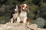 CAVALIER KING CHARLES 288